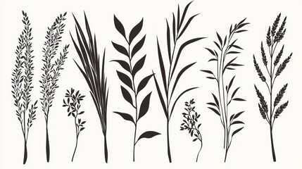 Fototapeta premium Set of Vector Silhouettes of Various Grasses and Plants