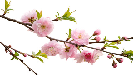 pink cherry blossom isolated