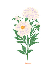 Flowering White Peony Garden Plant