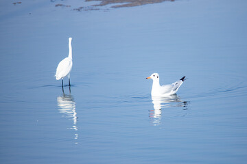Seagull wander around looking for food in a lake along with a little egret