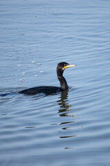 Indian Cormorant swimming in water stock photo