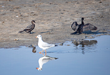 Seagull wander around looking for food in a lake