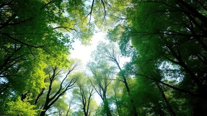 Fototapeta premium Lush forest canopy with sunlight filtering through, canopy, foliage
