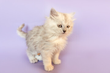 A cute silver tabby ragdoll crossbreed kitten in front of purple studio background