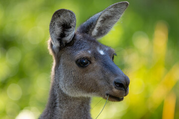 kangaroo portrait