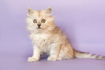 A cute silver tabby ragdoll crossbreed kitten in front of purple studio background