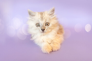A cute silver tabby ragdoll crossbreed kitten in front of purple studio background