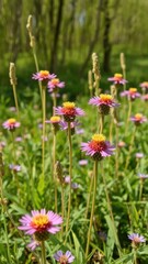 Fototapeta premium Ecballium flowers in willow forest surroundings, wildflower field, riverside habitat, ecballium