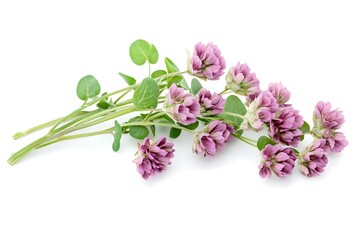 a group of purple flowers on a green stem