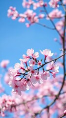 Obraz premium Delicate pink petals on a branch against a clear blue sky, serene, tree