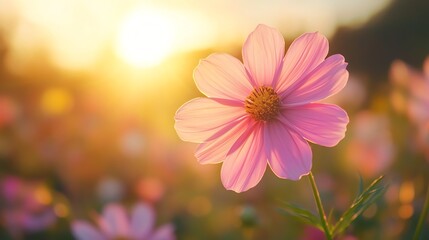 Vibrant Pink Flower Captured in Soft Glowing Sunset Light