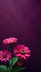 Burgundy aster blooms against rich purple backdrop, garden, purple, arrangement