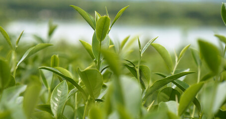 Obraz premium Green tea tree leaves field young tender bud herbal Green tea tree in camellia sinensis organic farm. Close up Fresh Tree tea plantations mountain green nature in herbal farm plant background morning