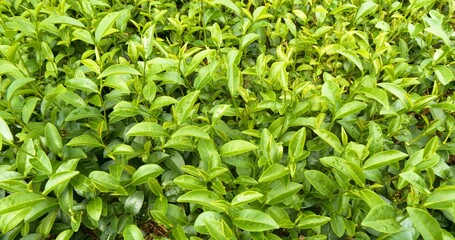 Green tea tree leaves field young tender bud herbal Green tea tree in camellia sinensis organic farm. Close up Fresh Tree tea plantations mountain green nature in herbal farm plant background morning