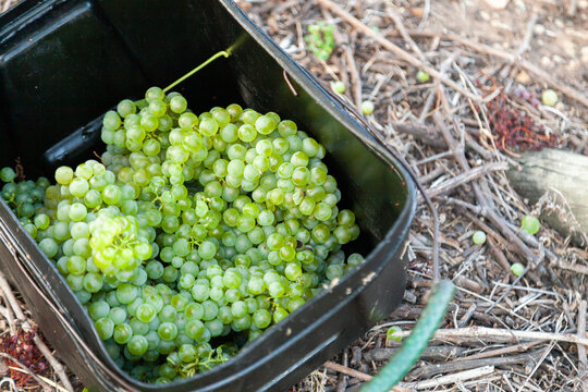 White chardonnay grapes in fruit pickers bucket