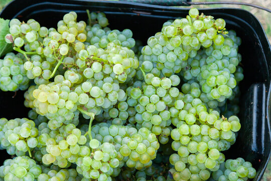 White chardonnay grapes in fruit pickers bucket