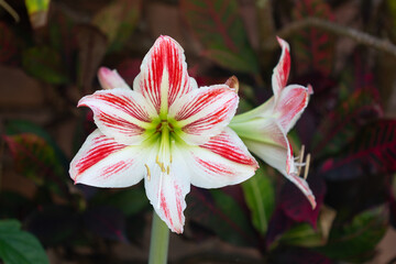 Beautiful cosmos flowers of good fortune