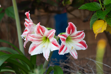 Beautiful cosmos flowers of good fortune