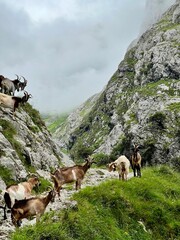 A group of wild mountain goats in the Picos de Europa National Park, Spain. Captured in their natural habitat, these majestic animals roam the rugged terrain of the Spanish mountains.