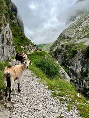 A group of wild mountain goats in the Picos de Europa National Park, Spain. Captured in their...