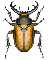 Top-down view of a Stag Beetle showcasing its golden-brown elytra and impressive curved black mandibles..