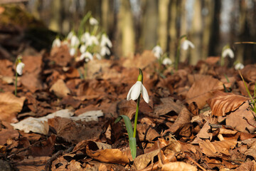 Blooming snowdrops in the forest on a sunny spring day.