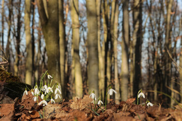 Blooming snowdrops in the forest on a sunny spring day.