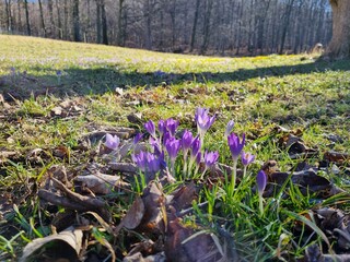 Winterlinge und Krokusse beim Frühlingserwachen im Schlosspark Ilsenburg im Harz beim Kloster...
