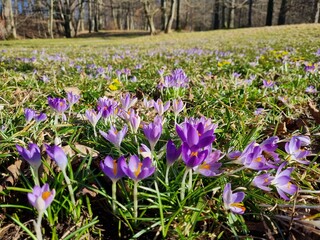 Winterlinge und Krokusse beim Frühlingserwachen im Schlosspark Ilsenburg im Harz beim Kloster Ilsenburg, Sachsen-Anhalt
