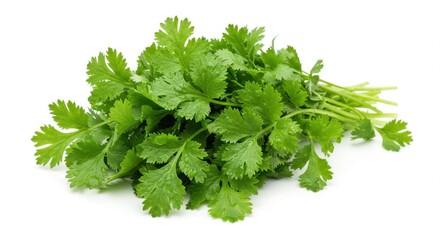 Fototapeta premium Fresh Cilantro Leaves Isolated on White Background