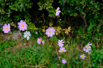 거리에 핀 코스모스