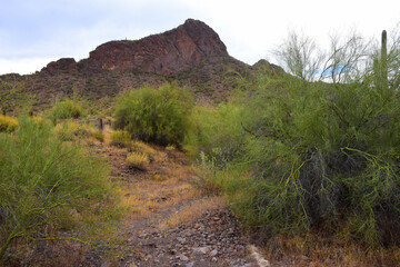 Sonora Desert Arizona Picacho Peak State Park