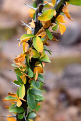 Octillio Cactus Close Up