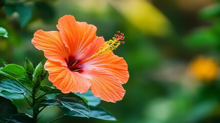 Orange Hibiscus Flower Plant - Beautifully Blooming Floral Beauty