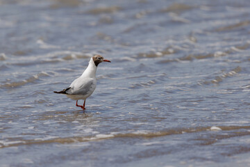 Brown-hooded Gull (Chroicocephalus maculipennis) walking along the sea coast.