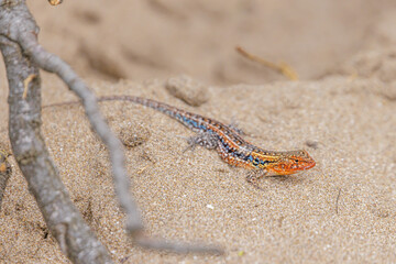 Wiegmann's Lizard (Liolaemus wiegmannii) walking on sand.