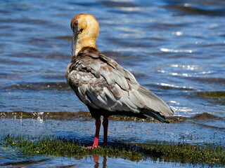 black faced ibis from central Argentina