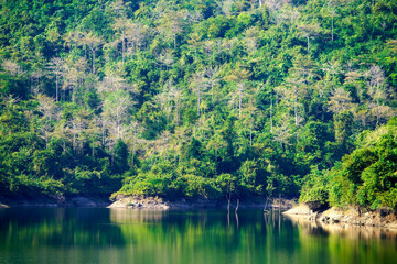 Serene Landscape of Green Forest and Tranquil Water Reflections
