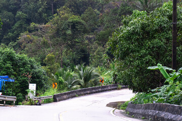 Discover the winding roads surrounded by vibrant jungle, beckoning for adventure and exploration.