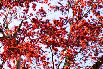 Bright Red Maple Leaves Against Clear Blue Sky in Spring Season