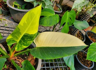 Beautiful leaves of Philodendron Green Congo Variegated © Khairil