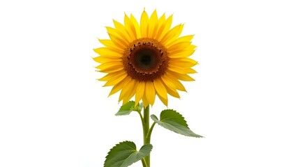 Fototapeta premium A vibrant, full sunflower stands prominently against a stark white background