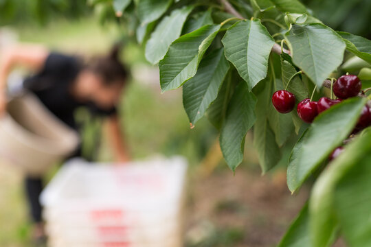 cherries hanging from a branch with blurry image of a cherry picker in the background