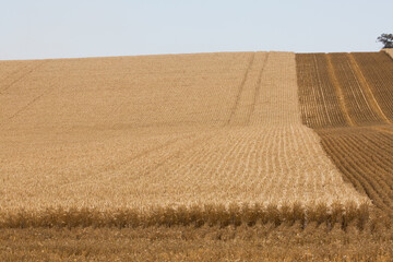 harvested and unharvested wheat in a paddock