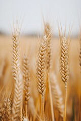 a close up of a field of grass