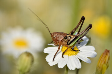 flowers insects and natural habitat. photos of various grasshoppers.