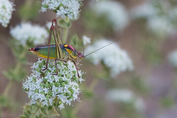 flowers insects and natural habitat. photos of various grasshoppers.