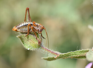 flowers insects and natural habitat. photos of various grasshoppers.