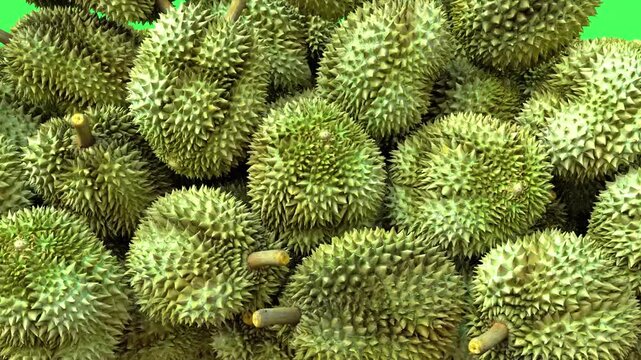 Durian Fruits Fall Transition