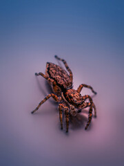 Small jumping spider, macro photography